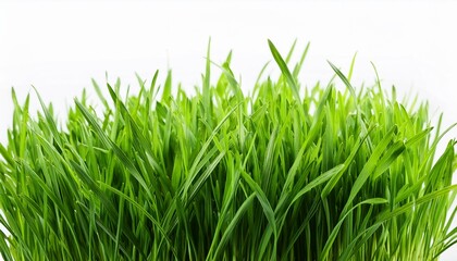 Obraz premium green grass isolated on white