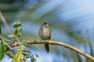 Sooty-fronted spinetail (Synallaxis frontalis) perched on a tree branch.