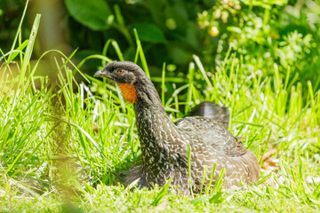 Dusky-legged guan (Penelope obscura) lying in the grass.