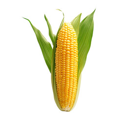 Fresh Corn on the Cob