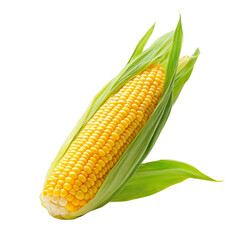 Fresh Corn on the Cob with Husk