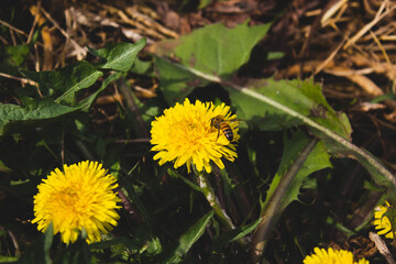 flower and butterfly