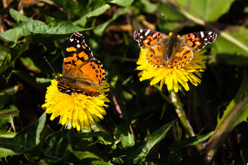 flower and butterfly