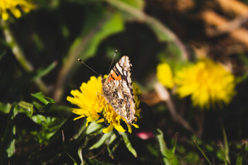 flower and butterfly