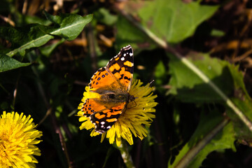 flower and butterfly