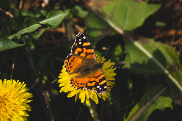 flower and butterfly