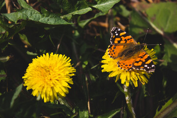 flower and butterfly