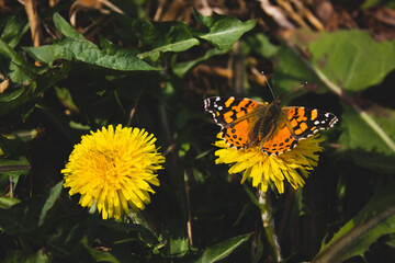 flower and butterfly