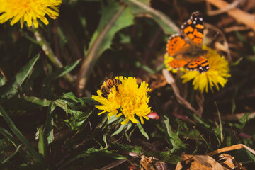 flower and butterfly