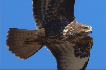 Common buzzard