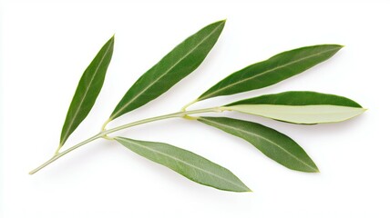 Obraz premium A leafy olive tree branch with green leaves