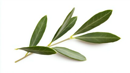 A leafy olive tree branch is shown on a white background