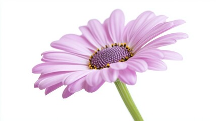 Obraz premium A single pink flower with a green stem