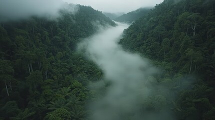 Foggy Rainforest Valley   Lush Green Canopy and Misty Landscape