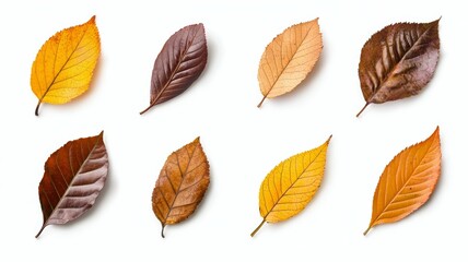 Obraz premium A row of yellow leaves are shown on a white background