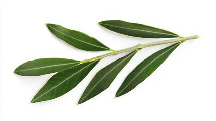 A leafy green olive tree branch with a few leaves on it