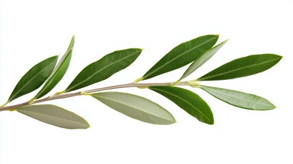 Naklejka premium A leafy olive tree branch with green leaves and a few brown spots