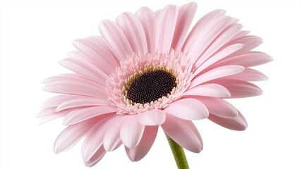 A single pink flower with a black center