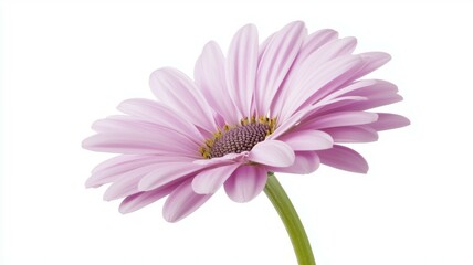A single pink flower with a white background
