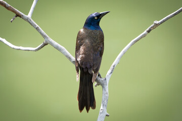 A grackle perched on a branch and the Inglewood Bird Sanctuary in Calgary Alberta Canada.