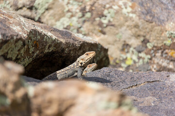 The Caucasian agama (Paralaudakia caucasia) is a species of agamid lizard.