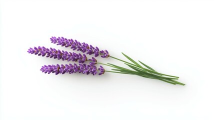 Naklejka premium A purple flower with a green stem