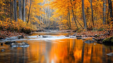Fototapeta premium Tranquil Autumn Creek Reflecting Golden Foliage in a Forest