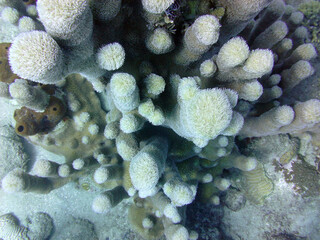 coral reef in the sea