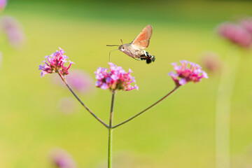 Hummingbird hawk moth is eating the nectar from the flower