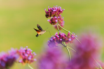 Hummingbird hawk moth is eating the nectar from the flower