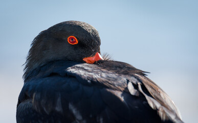 closeup of variable oystercatcher isolated against out of focus beach scene