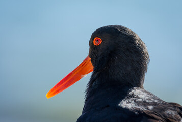 closeup of variable oystercatcher isolated against out of focus beach scene