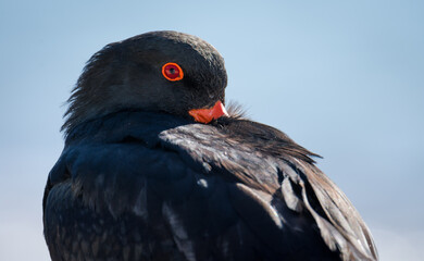 closeup of variable oystercatcher isolated against out of focus beach scene