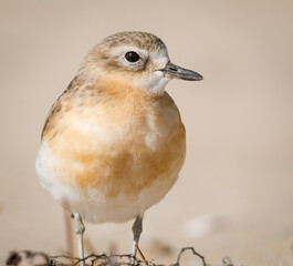 close up photo of Dotterel isolated against out of focus beach scene