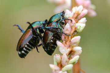 Japanese beetles mating on the stock of a flower