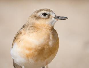 close up photo of Dotterel isolated against out of focus beach scene