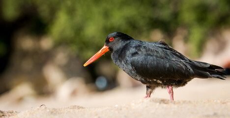 closeup of variable oystercatcher isolated against out of focus beach scene