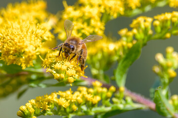 A honeybee collects pollen from yellow goldenrod flowers