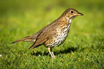 Song thrush hunting for worms and bugs on green grass