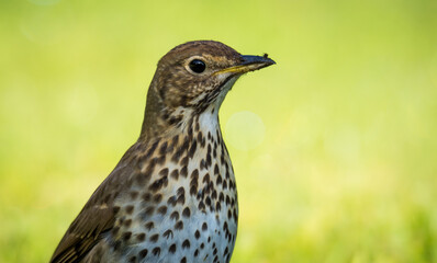 Song thrush hunting for worms and bugs on green grass