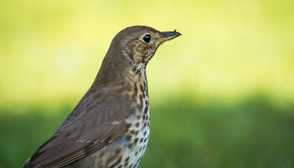 Song thrush hunting for worms and bugs on green grass