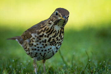 Song thrush hunting for worms and bugs on green grass