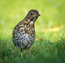 Fototapeta premium Song thrush hunting for worms and bugs on green grass