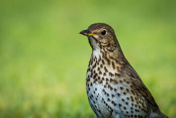 Fototapeta premium Song thrush hunting for worms and bugs on green grass