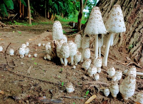 Hongos