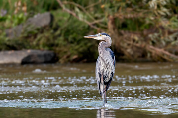 Profile view of a Great Blue Heron wading through a small stream in search of food