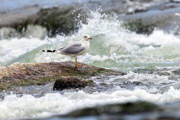 A Common Gull stands on rock in the rapids of a river with water spray and foam