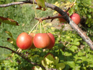 ヒメリンゴの実