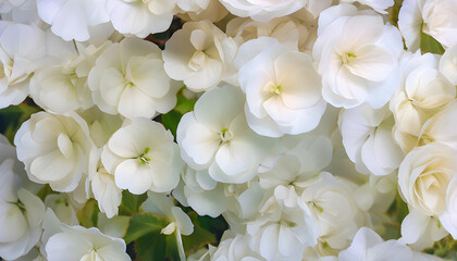 A Delicate Symphony of Overlapping Petals: A Close-up View of Flowers in Various Shades and Tones, Creating a Soft, Abstract Pattern with Layers and Gentle, Translucent Beaut