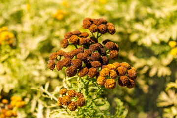 Common tansy flowers